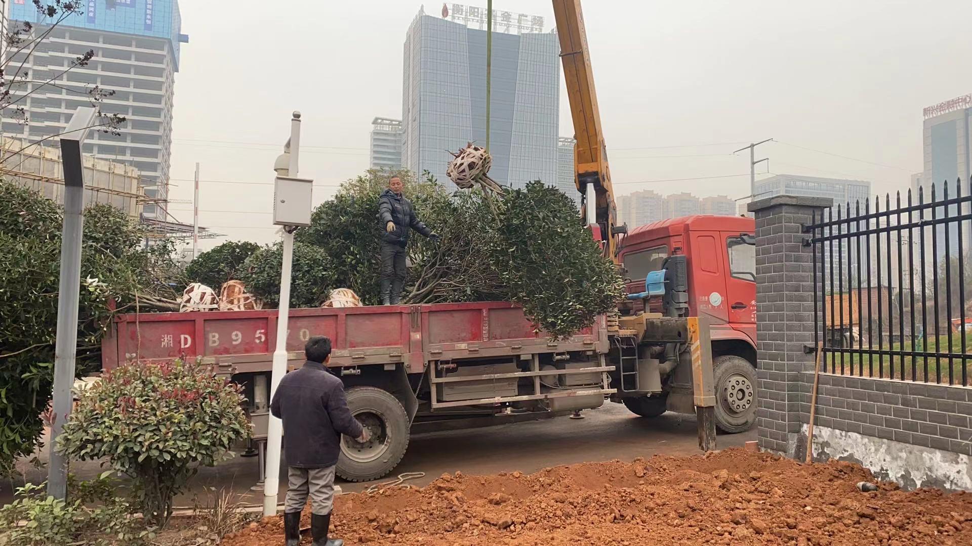 1612679504104055.jpg 吊下樹木 王孟喜攝.jpg