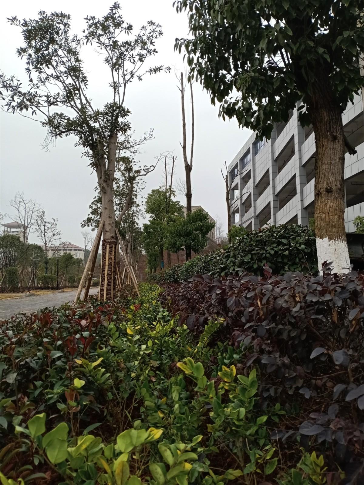 1612679638306515.jpg 一片生機 莫雪松攝.jpg